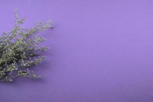 fiori viola piatto giaceva su sfondo blu viola foto