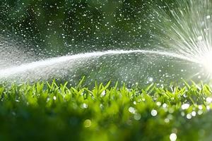 acqua spruzzo spray a il erba o giardino campo poteva essere a partire dal tubo flessibile o giardino spruzzatore. irrigazione il pianta. foto