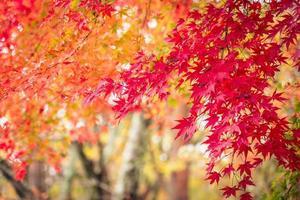 alberi di acero in autunno