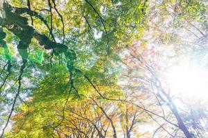 alberi di acero in autunno foto