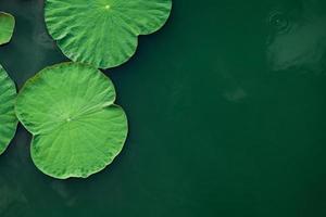 foglie di loto verde foto