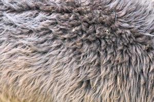 primo piano di lana di alpaca foto