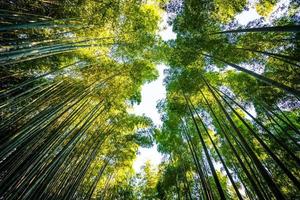 boschetto di bambù nella foresta ad arashiyama a kyoto, giappone foto