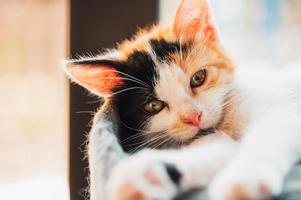 piccolo gatto rilassa e dorme nel il suo letto foto