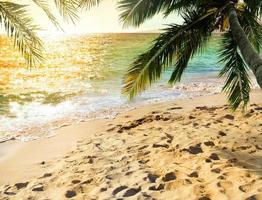 tropicale spiaggia con Noce di cocco albero su tramonto foto