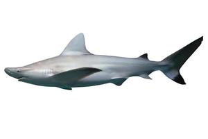 Immagine di un' nuoto bianca squalo, predatore di il mare. foto