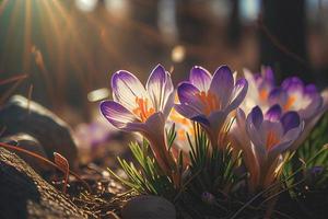 il primo primavera fiori, crochi nel un' foresta con neve sfondo anche avere copia spazio per testo foto