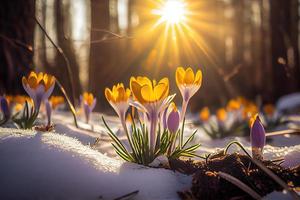 il primo primavera fiori, crochi nel un' foresta con neve sfondo anche avere copia spazio per testo foto