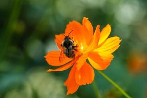 arancia, giallo campo fiore con un' ape foto