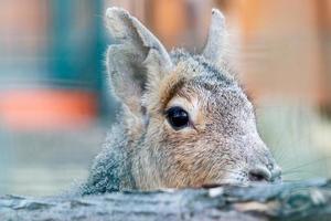 lepre bellissimo a piedi su il sfondo foto