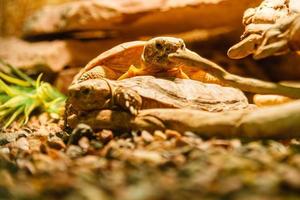 Due sulcata tartarughe combaciamento un' rosso lampada foto