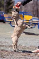 un presto mattina camminare con carino francese bulldog foto