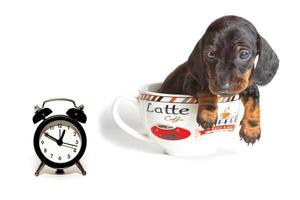 il bassotto cucciolo nel un' grande tazza di caffè sembra a il orologio isolato su un' bianca sfondo. foto