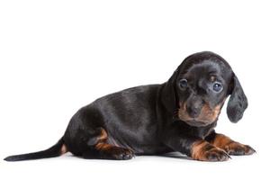 bellissimo cucciolo bassotto dire bugie e guardare di lato. foto