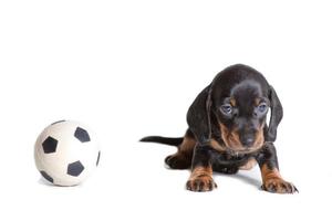 bellissimo cucciolo bassotto seduta Il prossimo per il palla per il gioco di calcio e sembra triste. foto