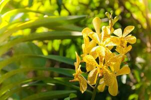 mazzo di giallo orchidee fiore vicino su sotto naturale illuminazione all'aperto, siamo orchidee fioritura nel il giardino foto