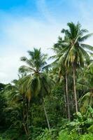 bellissimo Noce di cocco palme alberi nel il tropicale foresta con blu cielo a isola nel Tailandia foto