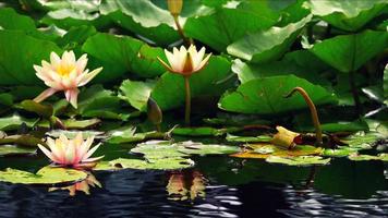 loto fiori e le foglie su lago acqua foto