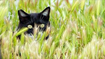 dolce mammifero animale domestico gatto foto