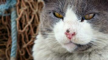 dolce mammifero animale domestico gatto foto