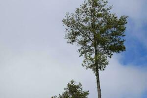 albero blu cielo, albero superiore contro blu cielo su un' soleggiato giorno. natura Indonesia foto