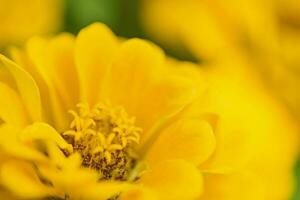 vicino su giallo fiore nel giardino foto