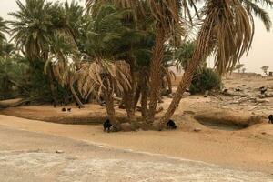 Marocco deserto palma alberi con selvaggio capre scenario foto