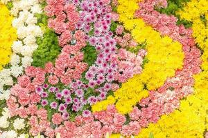 multicolore di fiori foto
