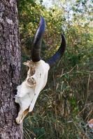 cranio bufalo su albero foto