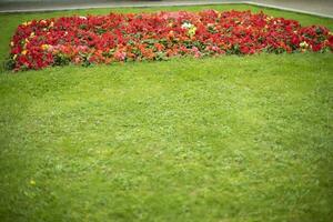 verde prato con fiori. fiori nel giardino nel estate. bellissimo parco nel dettaglio. foto