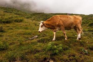 Marrone mucca con un' bianca museruola su un' collinare. un' lotto di verde erba su il terra. il nebbia è intorno a. orizzontale. foto