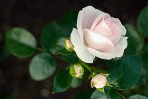 delicato fioritura rosa rosa e 3 chiuso mini cuffie. posto per testo. selettivo messa a fuoco. il sfondo è sfocato. foto