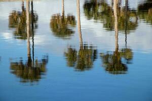 palma alberi riflettendo nel il acqua foto