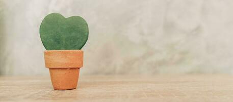 Hoya kerrii granchio nel pentola pianta e cuore sagomato pianta per regalo foto