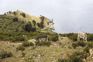 isla del sol sul lago titicaca in bolivia foto