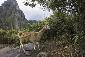 lama a machu picchu in perù foto