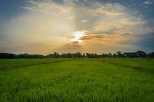 bellissimo riso campo e tramonto a Tailandia. foto