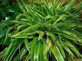 verde bianca a strisce le foglie di clorofito comosum dentro vaso di fiori. tropicale natura avvicinamento sfondo. foto