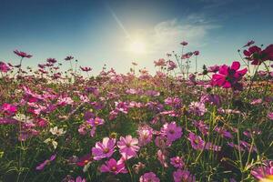 il bellissimo cosmo fiore nel pieno fioritura con luce del sole. foto