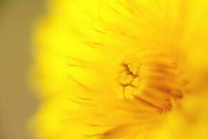 fiore dente di leone. macro foto. giallo sfondo. sfondo. foto