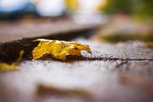 autunno foglia su il asfalto vicino un' pozzanghera foto