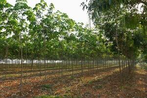 piantagione di alberi della gomma foto