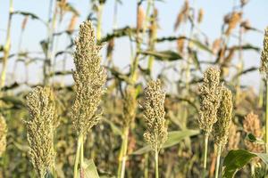 miglio o sorgo nel campo dei mangimi per il bestiame foto