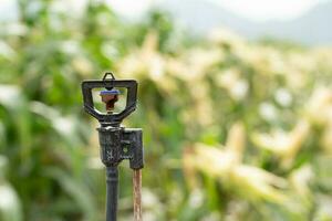 spruzzatore nel alto tubo per campo piantato con Mais foto