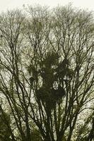 palma palma albero in crescita nel il mezzo di il bodhi albero nel natura sembra armonioso e parassita nel un' nero di seppia atmosfera su un' bianca sfondo. foto