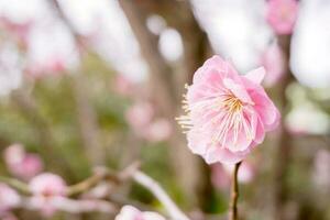 avvicinamento bellissimo e rosa prugna fiorire fioritura su albero brunch e inverno stagione con sfocato sfondo e copia spazio. foto