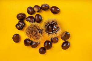 elegante composizione di castagne su giallo sfondo. foto