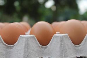 molte di Marrone pollo uova nel uovo vassoi per saldi. foto