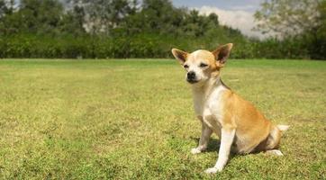 piccolo leggero Marrone e bianca pinscher cane seduta nel il mezzo di il parco con sfocato verde alberi sfondo durante un' soleggiato giorno foto