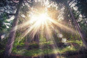 boschi al di sopra di il luce del sole foto